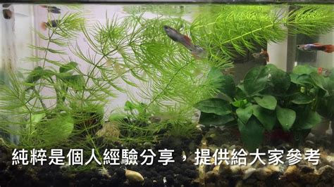 養水魚|養魚先養水，養水怎麼養？